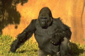 job costing overtime - an 800 lb gorilla